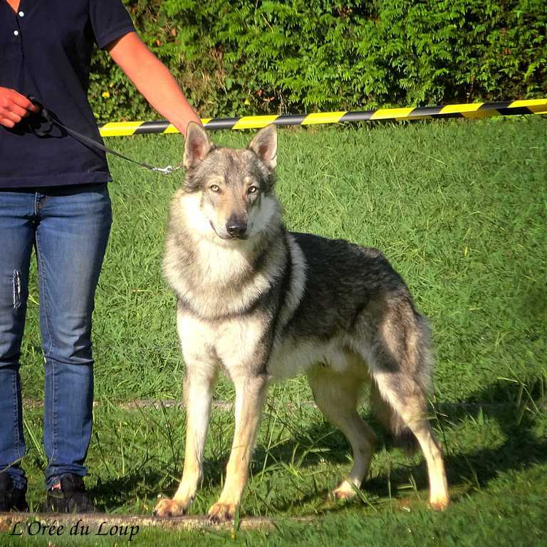 Bonitation chien-loup Baïkal de l'Orée du Loup