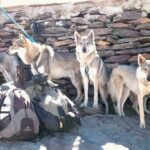 Chien-loup de L'Orée du Loup en montagne