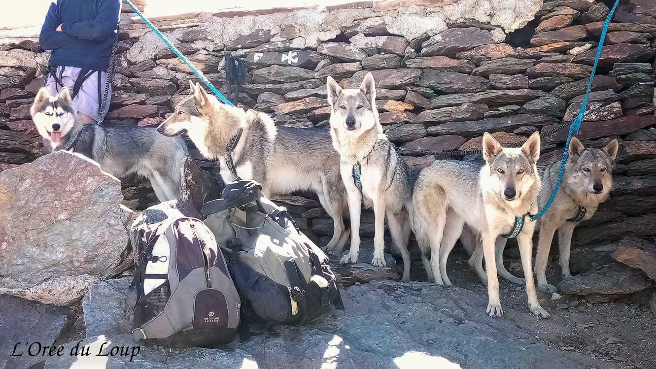 Chien-loup de L'Orée du Loup en montagne