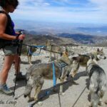 randonnée avec chiens-loups de l'Orée du Loup