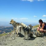 chiens-loups à la montagne