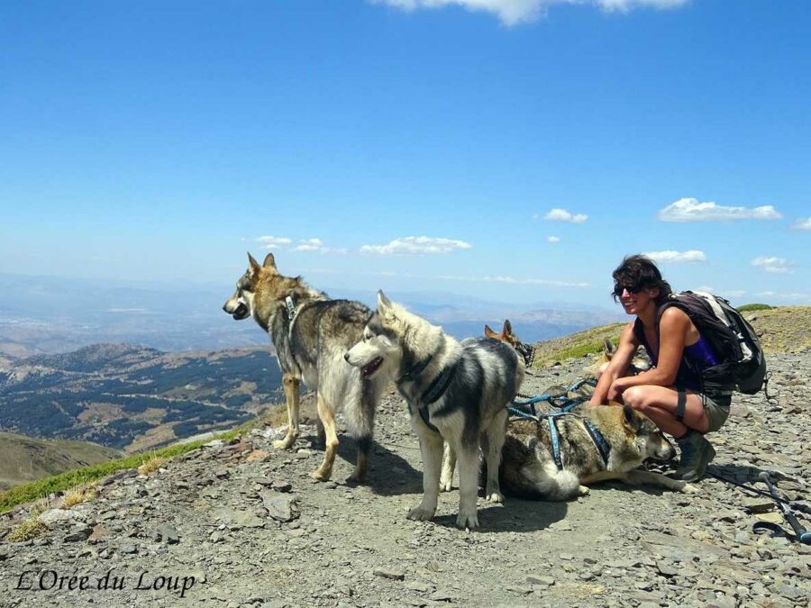 chiens-loups à la montagne