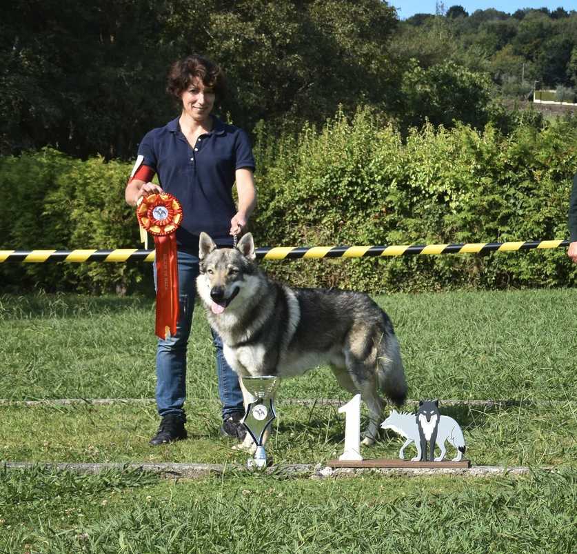 l'oree du loup - Exposition canine de Betanzos - Baïkal est Best of Breed