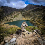 Ocky de l'Orée du Loup dans la montagne