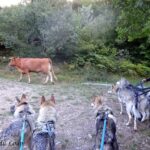 Randonnée à Picos de Europa - l'orée du Loup - rencontre avec une vache