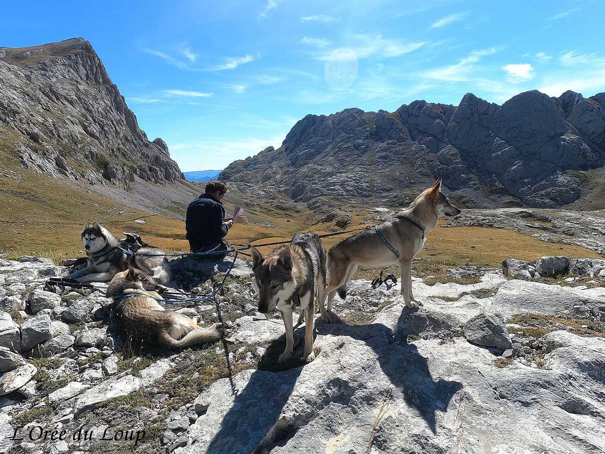 Randonnée avec nos chiens-loups à Picos de Europa - l'orée du Loup