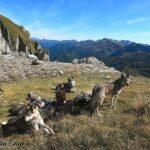 Randonnée à Picos de Europa - l'orée du Loup