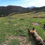 Randonnée à Picos de Europa - l'orée du Loup