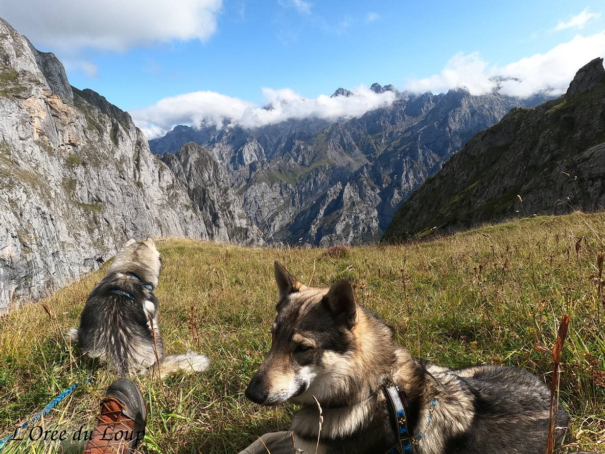 Randonnée avec nos chiens-loups à Picos de Europa - L'Orée du Loup