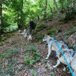 Randonnée à Picos de Europa - l'orée du Loup