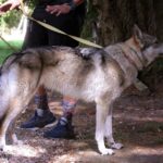 Ocky de l'Orée du Loup de profil