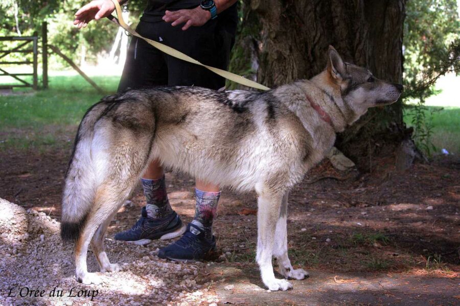 Ocky de l'Orée du Loup de profil