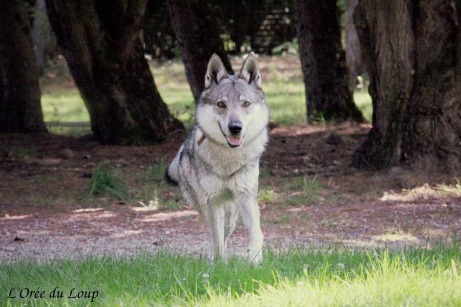 Ocky de l'Orée du loup nous rend visite