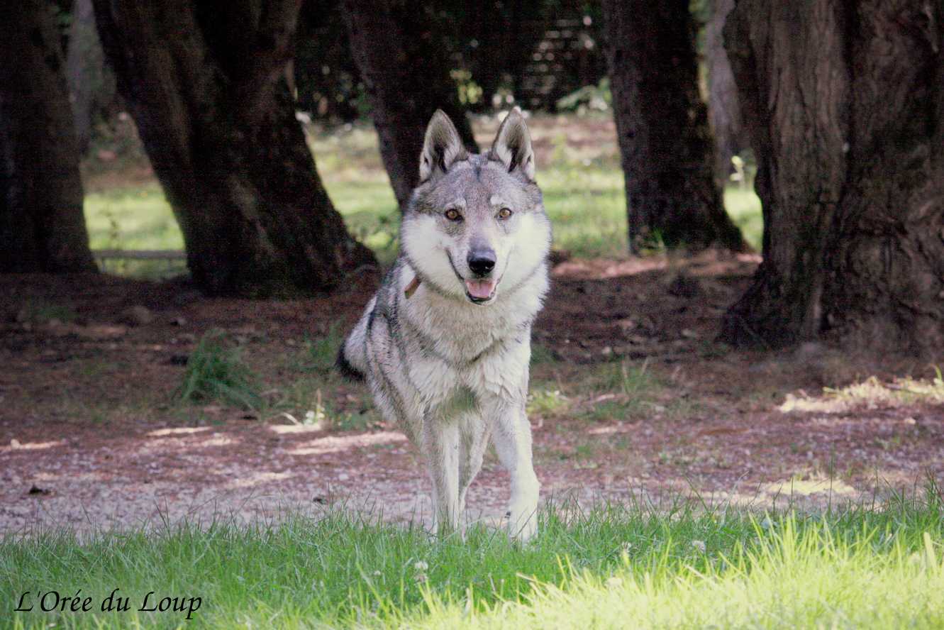 visite de Ocky de l'Orée du loup