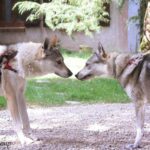 Kira et Ocky de l'Orée du Loup