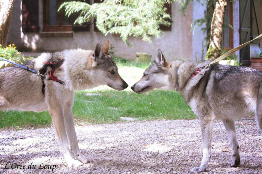 Kira et Ocky de l'Orée du Loup