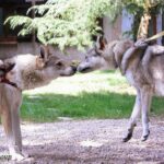 Rencontre entre Kira et Ocky de l'Orée du Loup