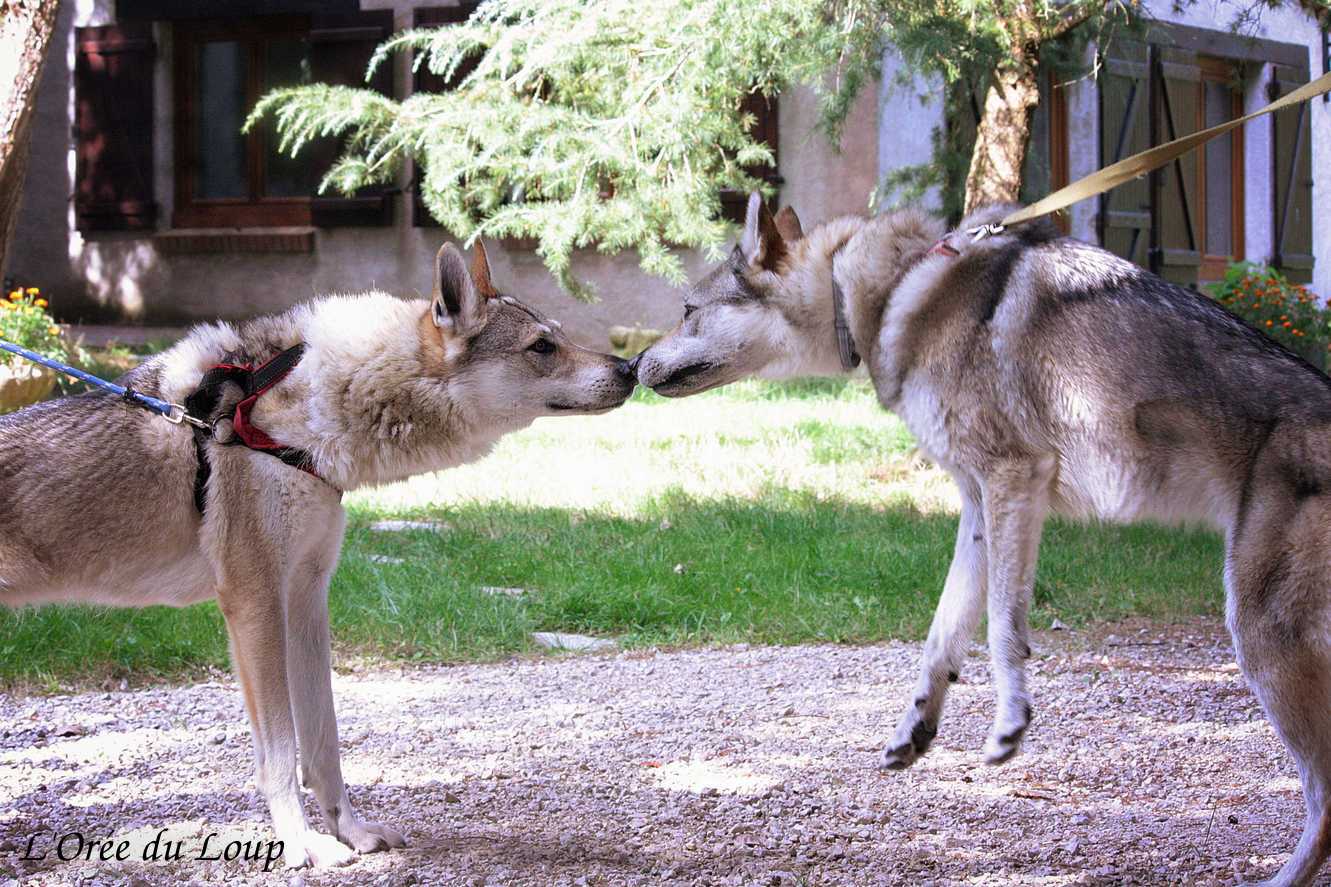 Rencontre entre Kira et Ocky de l'Orée du Loup