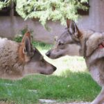 Rencontre entre Kira et Ocky de l'Orée du Loup