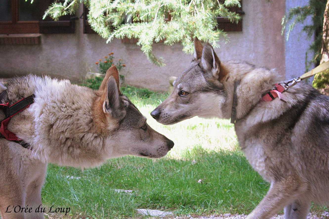 Rencontre entre Kira et Ocky de l'Orée du Loup