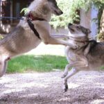 Joie - Kira et Ocky de l'Orée du Loup