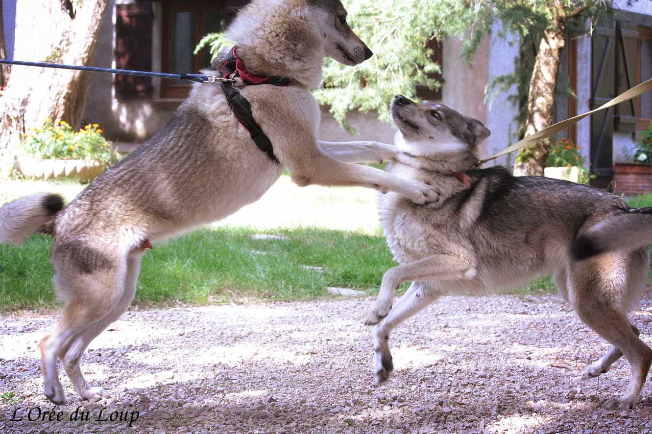 Joie - Kira et Ocky de l'Orée du Loup