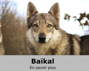 Portrait de Baikal - chien-loup tchécoslovaque - l'Orée du Loup