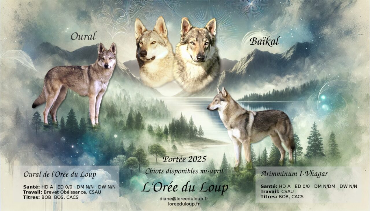 portées de chien-loup tchécoslovaque de l'Orée du Loup - chiots disponibles mi-avril 2025