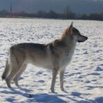 Raoni de l'Orée du Loup à 3 ans