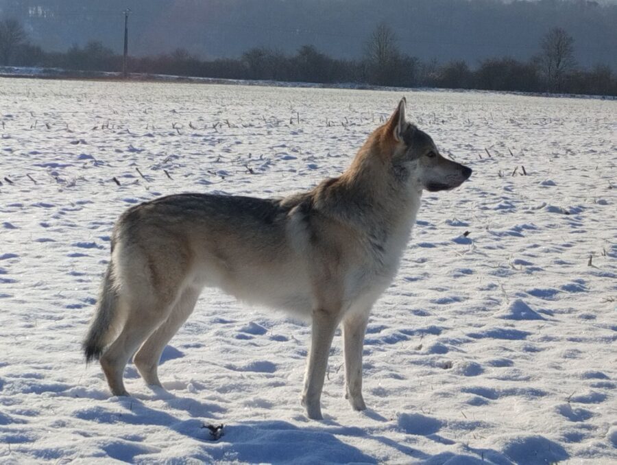 Raoni de l'Orée du Loup à 3 ans