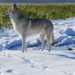 Raoni de l'Orée du Loup à 3 ans