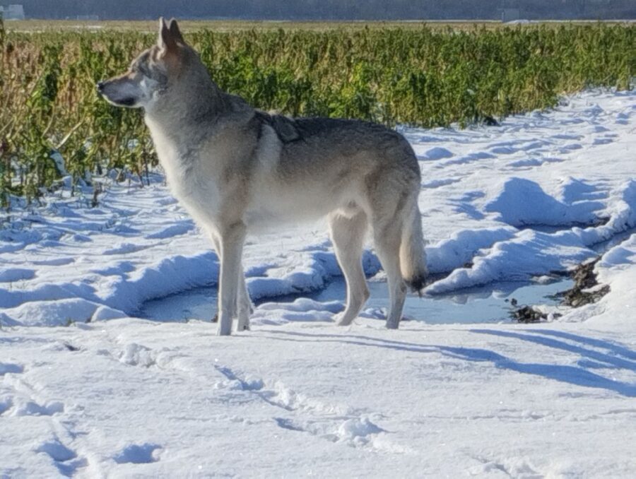 Raoni de l'Orée du Loup à 3 ans