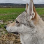 Raoni de l'Orée du Loup à 4 ans