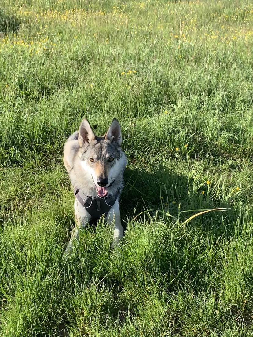 Rhena de l'Orée du Loup à 3 ans