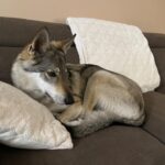 Rhena de l'Orée du Loup à 4 ans