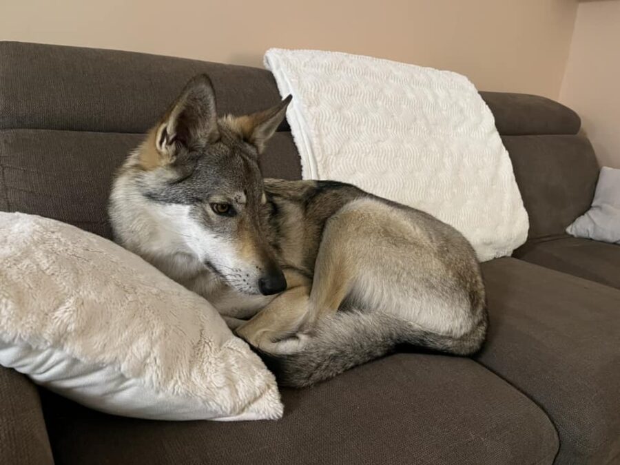 Rhena de l'Orée du Loup à 4 ans