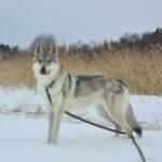 Freyja de l'Orée du Loup à 3 ans