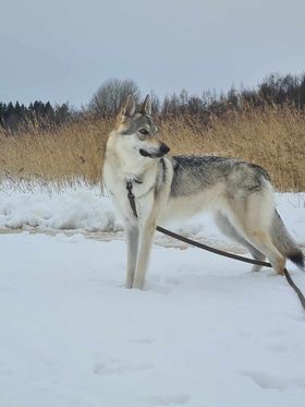 Freyja de l'Orée du Loup à 3 ans
