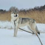 Freyja de l'Orée du Loup à 3 ans