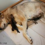 les chiots chien-loup tchécoslovaque sont nés