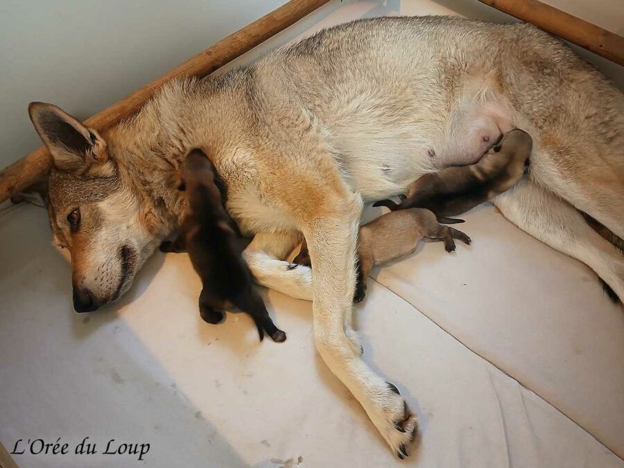 les chiots chien-loup tchécoslovaque sont nés