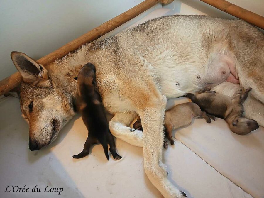 chiot chien-loup tchécoslovaque et la mamaen - l'Orée du Loup