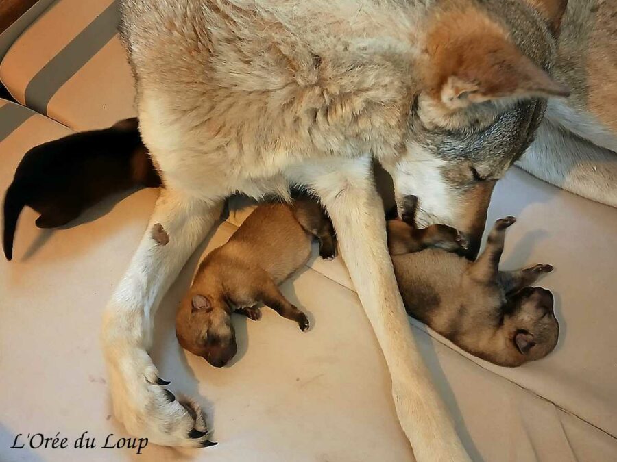 chiot chien-loup tchécoslovaque et leur mère Oural - l'Orée du Loup