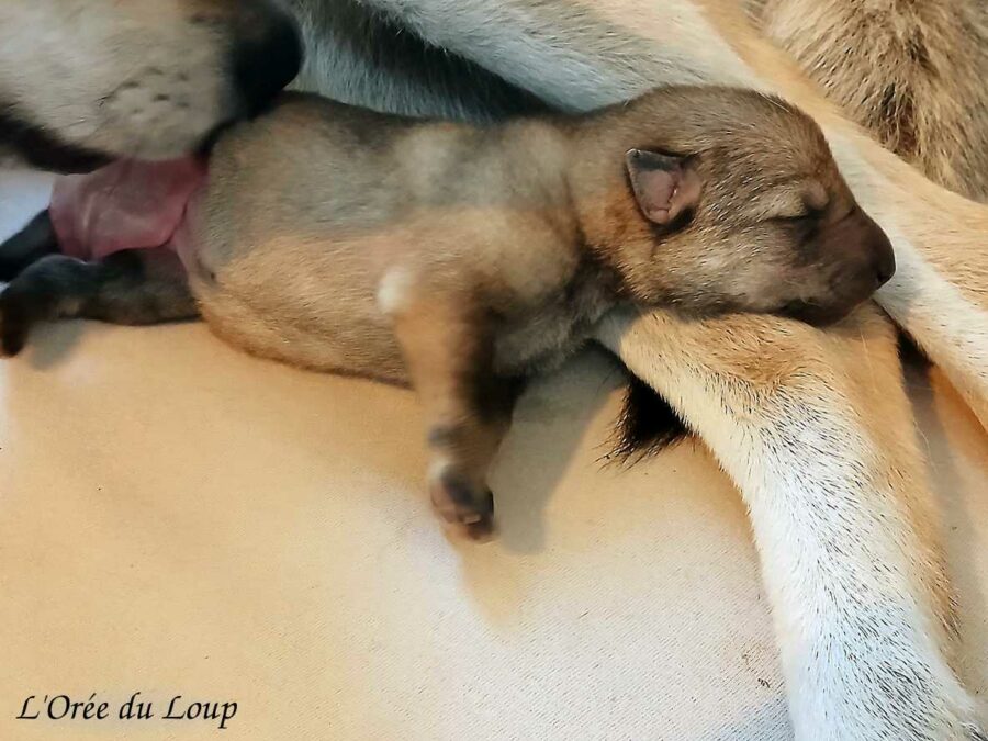 chiot chien-loup tchécoslovaque l'Orée du Loup