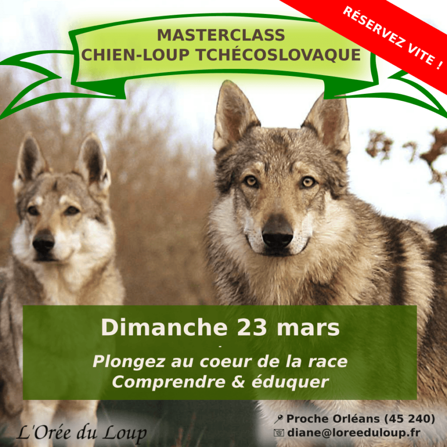 masterclass chien-loup rchécoslovaque
