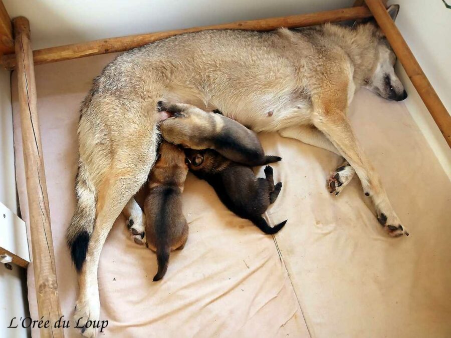 chiot chien loup tchécoslovaque âgé de 3 semaines