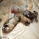 chiot chien loup tchécoslovaque âgé de 3 semaines