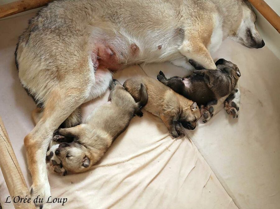 chiot chien loup tchécoslovaque âgé de 3 semaines