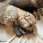 chiot chien loup tchécoslovaque âgé de 3 semaines