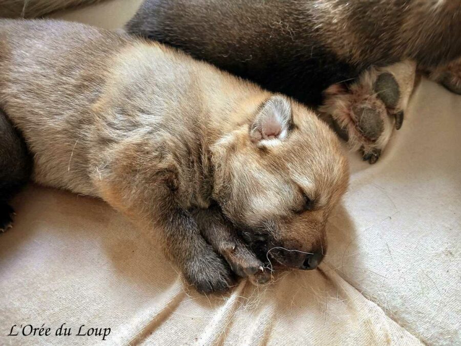 chiot chien loup tchécoslovaque âgé de 3 semaines